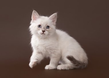 koyu kahverengi zemin üzerinde küçük siberian kedi