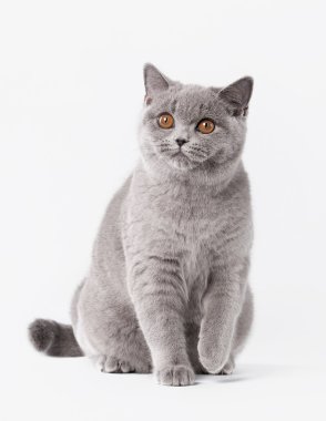 beyaz zemin üzerine mavi İngiliz dişi kedi