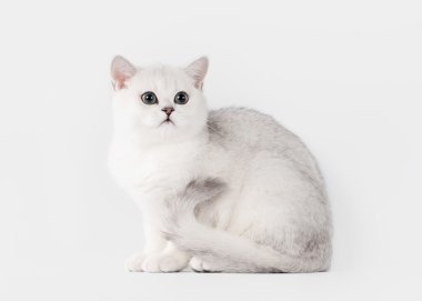 Beyaz arka planda küçük gümüş İngiliz yavru kedi