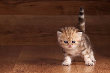 ahşap doku ile tabloda küçük altın İngiliz yavru kedi