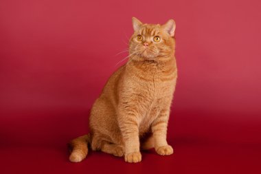 koyu kırmızı zemin üzerine kırmızı İngiliz erkek kedi