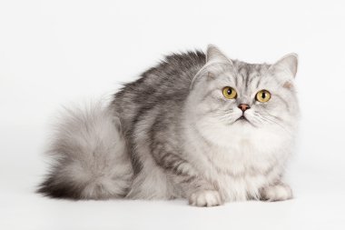 beyaz zemin üzerine gümüş İngiliz kedi