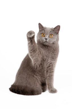 beyaz zemin üzerine mavi İngiliz dişi kedi