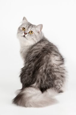 beyaz zemin üzerine gümüş İngiliz kedi