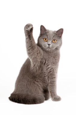 beyaz zemin üzerine mavi İngiliz dişi kedi