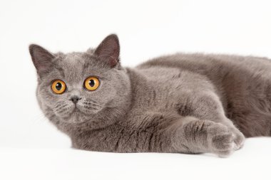 beyaz zemin üzerine mavi İngiliz dişi kedi