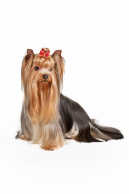 beyaz zemin üzerine teriyer yavrusu