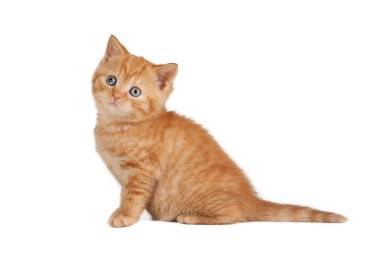 beyaz zemin üzerine kırmızı İngiliz yavru kedi