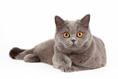 beyaz zemin üzerine mavi İngiliz dişi kedi