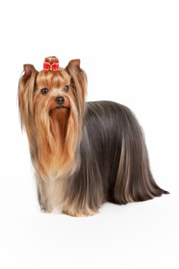 beyaz zemin üzerine teriyer yavrusu