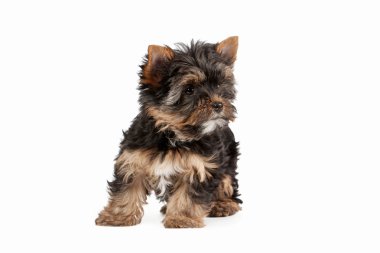 beyaz zemin üzerine teriyer yavrusu