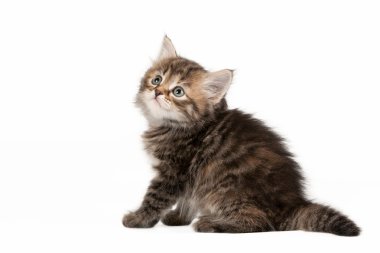 beyaz zemin üzerine tortie Sibirya yavru kedi