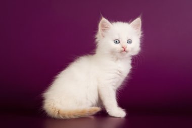 Mor zemin üzerine kırmızı renkli nokta Sibirya yavru kedi