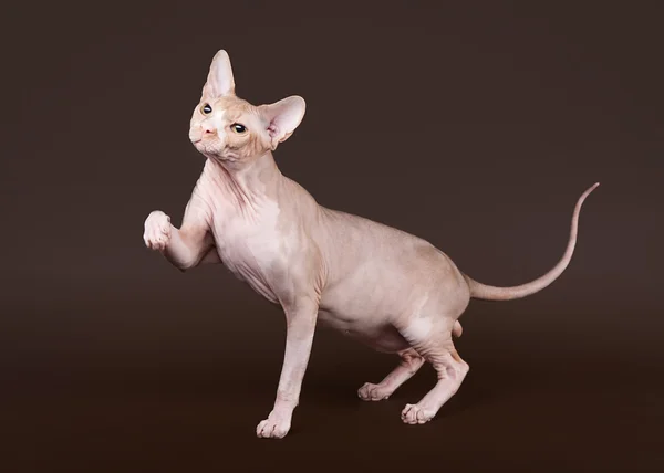 Don sphynx on dark brown background — Stock Photo, Image