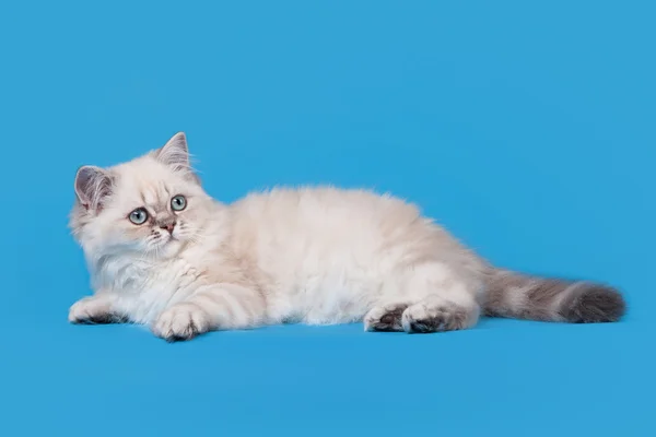 Pequeño azul punto de color británico gatito sobre fondo azul claro —  Fotos de Stock