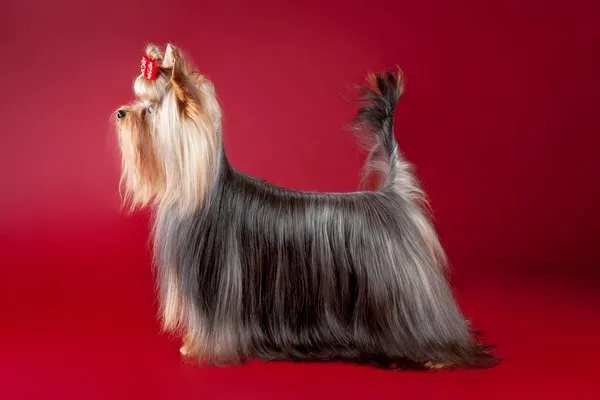 Jeune Yorkie sur fond rouge foncé — Photo