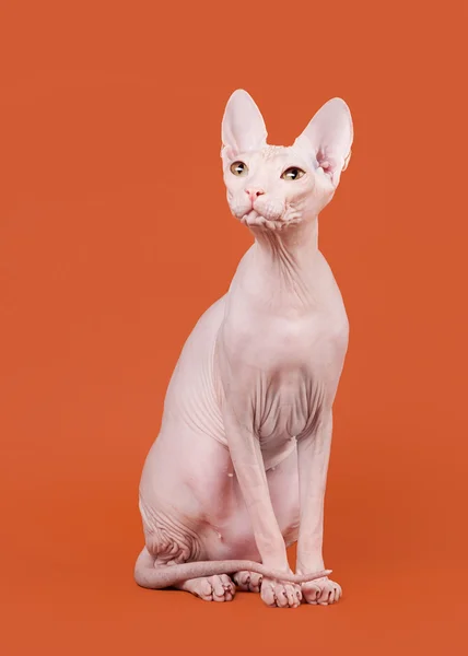 Don sphynx on orange background — Stock Photo, Image