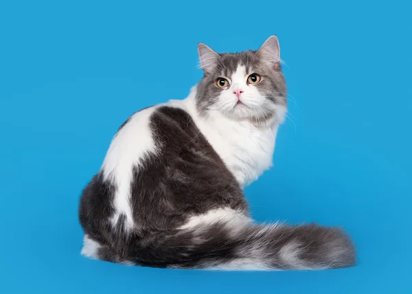 Scottish straight highland cat on sky blue background — Stock Photo, Image