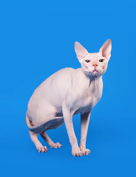 Don sphynx on sky blue background — Stock Photo, Image