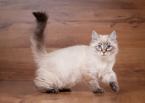 Small siberian kitten on wooden texture background — Stock Photo, Image