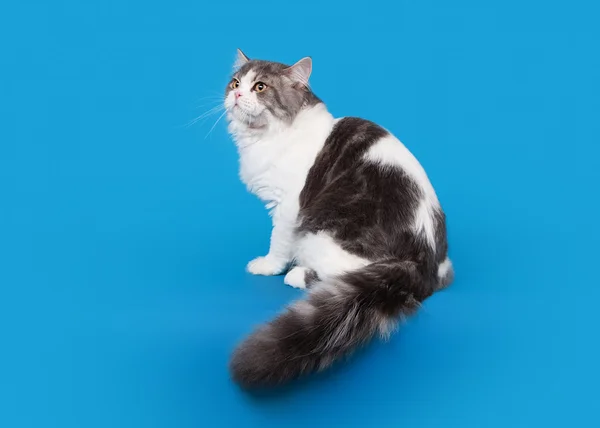 Шотландская прямая горная кошка на голубом фоне — стоковое фото