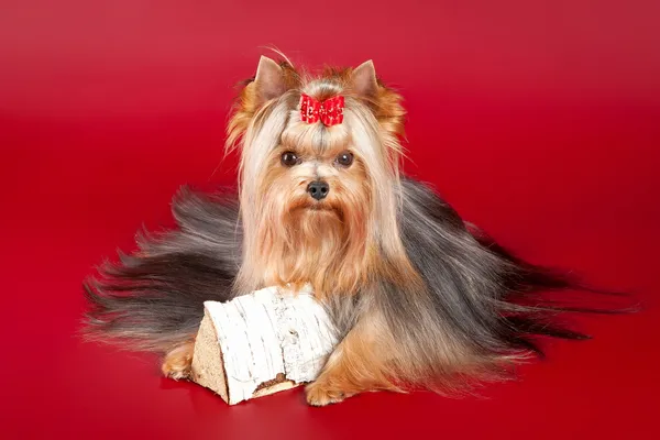 Young Yorkie with log on dark red background — Stock Photo, Image