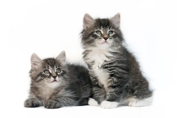 beyaz zemin üzerine iki siberian kedi