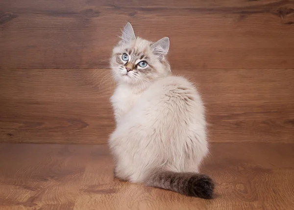 Piccolo gattino siberiano su sfondo texture in legno — Foto Stock