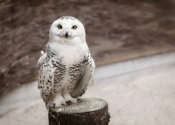 Snowy owl on wooden texture — Stock Photo, Image