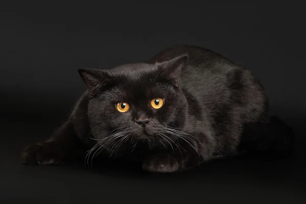 Britische schwarze Katze — Stockfoto