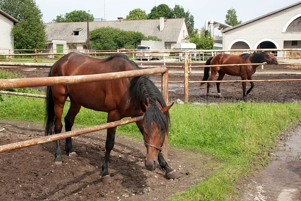 Paard in stallen — Stockfoto