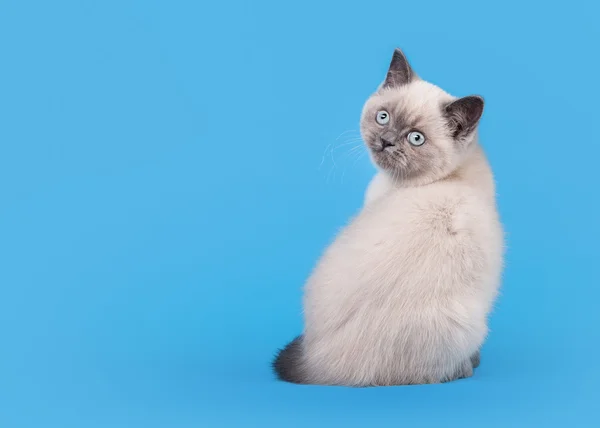 Kleine blauwe kleur punt Britse kitten op lichte blauwe achtergrond — Stockfoto