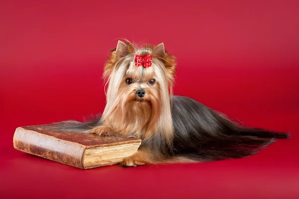 Young Yorkie with old book on dark red background — Stock Photo, Image