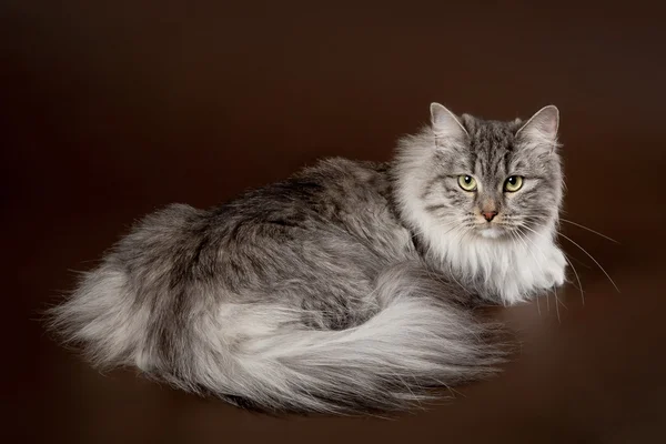 Silver siberi cat on dark brown background — Stock Photo, Image