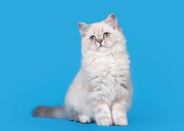 Kleine blauwe kleur punt Britse kitten op lichte blauwe achtergrond — Stockfoto