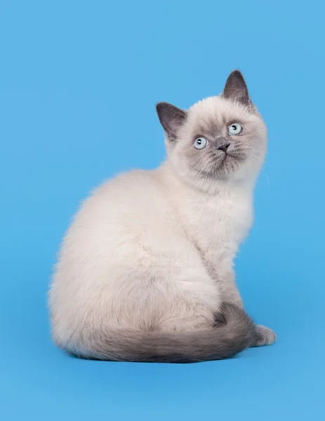 Kleine blauwe kleur punt Britse kitten op lichte blauwe achtergrond — Stockfoto