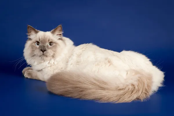 年轻的颜色点西伯利亚猫暗蓝色背景上 — 图库照片