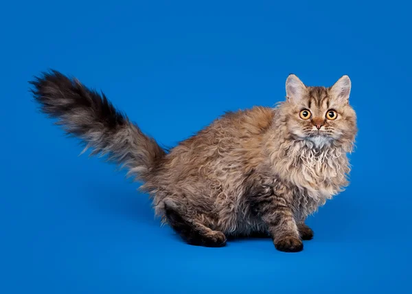 Selkirk rex cat on sky blue background — Stock Photo, Image