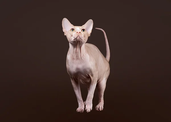 Don sphynx on dark brown background — Stock Photo, Image