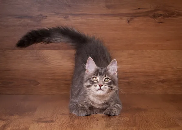 Small siberian kitten on wooden texture background — Stock Photo, Image
