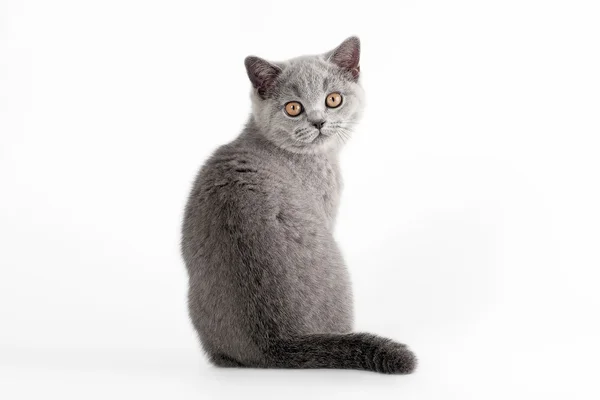 Kleines blaues britisches Kätzchen auf weißem Hintergrund — Stockfoto