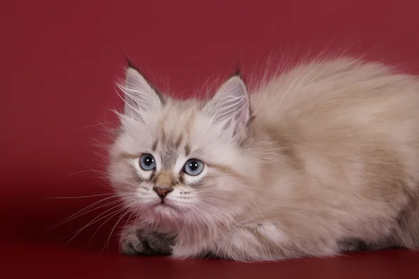 Försegla tabby punkt katt kvinnliga kattunge på vin röd bakgrund — Stockfoto