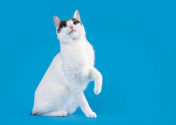 Japansk bobtail på himmelblå bakgrunn – stockfoto