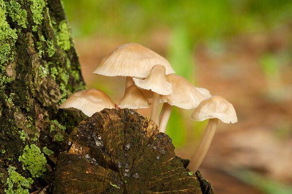 Группа грибов
