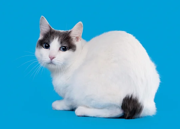 gökyüzü mavi zemin üzerine bicolor Japon bobtail