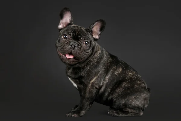 黒の背景にフランスのブルドッグ子犬 — ストック写真