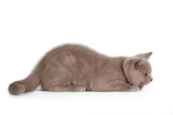 Kleine lila britse kitten op witte achtergrond — Stockfoto