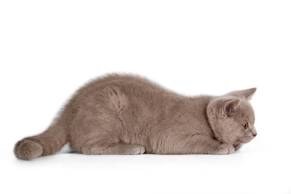 Pequeno gatinho britânico lilás no fundo branco — Fotografia de Stock