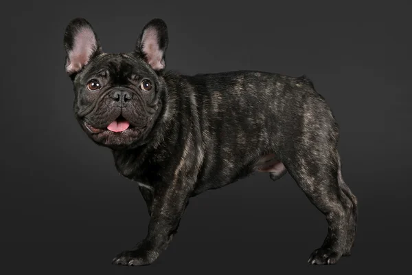 Chiot bulldog français sur fond noir — Photo