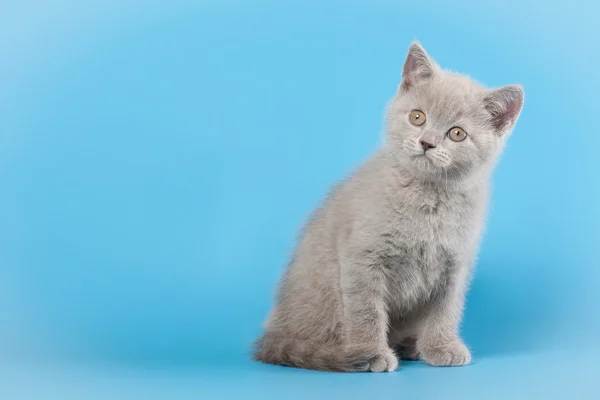 Piccolo gattino inglese lilla su sfondo azzurro — Foto Stock